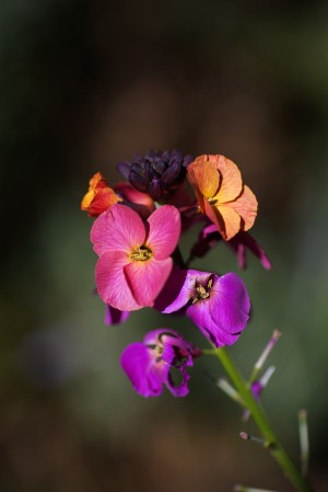 Wallflower